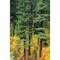 Oregon Cascade Mountain Range Pine Trees And Fall Colors Poster Print